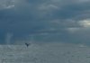 Whale Tail